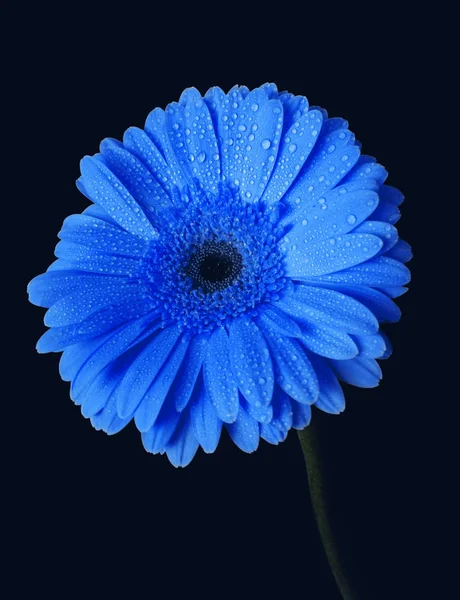 Klassieke blauwe bloem op een donkere achtergrond — Stockfoto