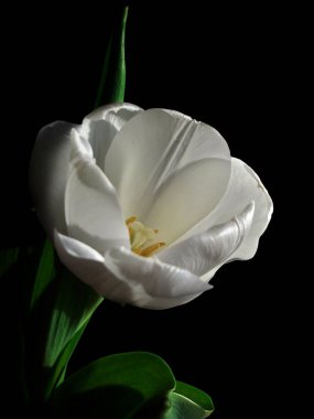 Siyah arka planda tek bir beyaz lale çapraz konumdadır. Çiçek açtı ve güneşe döndü..