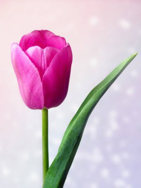 Açılmamış tomurcuklu pembe bir lale ve yakın planda yeşil yaprak resmi. Lale parlak bir arka planda. Tebrik kartı ve tasarım için mükemmel..