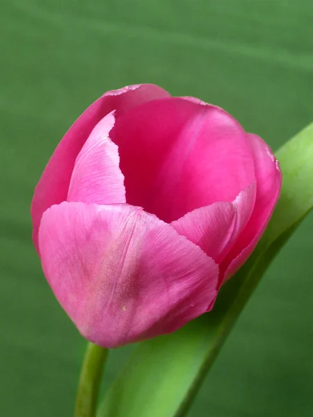 Een Roze Tulp Met Een Gesloten Knop Wordt Van Dichtbij — Stockfoto