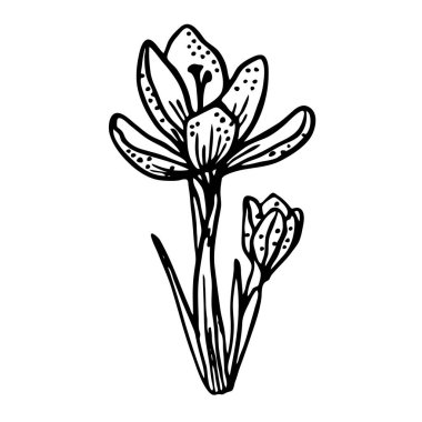 Black and white vector Crocus flower hand-drawn in Doodle style