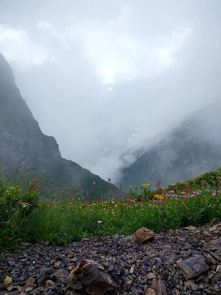 Mountain landscape. Fog in the mountains. Clouds at high altitude in the mountains, poor visibility. Mountain flowers in the foreground.