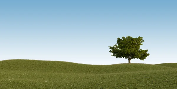 Árbol solitario en el campo — Foto de Stock