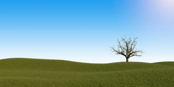 Albero morto solitario nel campo — Foto Stock