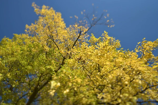 Žlutý podzimní strom — Stock fotografie