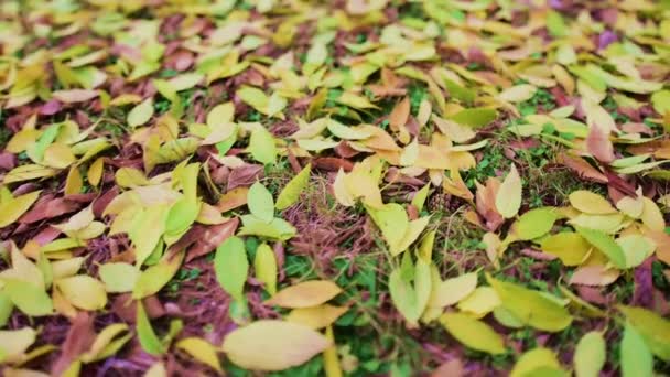 Caminar sobre hojas amarillas en el otoño — Vídeos de Stock