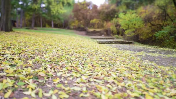 Λεωφόρος φθινόπωρο με φύλλα και άνεμος — Αρχείο Βίντεο