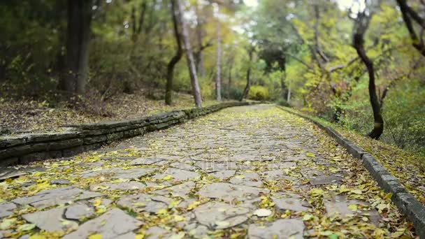 Viale in autunno con foglie e vento — Video Stock