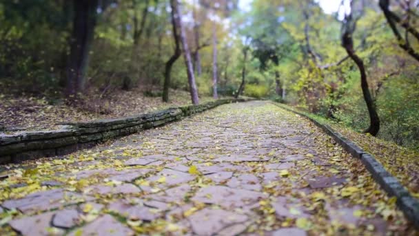 Avenue in de herfst met bladeren en wind — Stockvideo