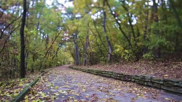 Avenida no Outono com folhas e vento — Vídeo de Stock