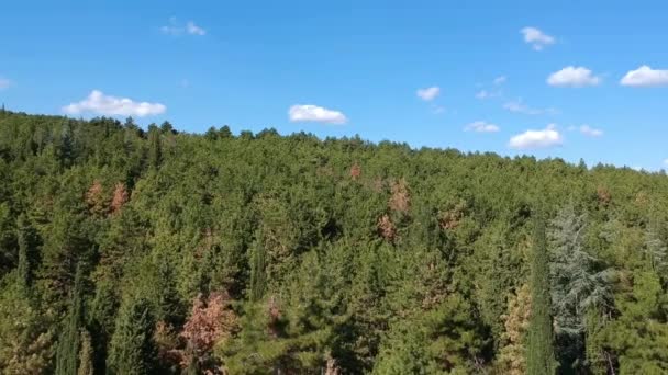 Vista aérea del bosque de pinos — Vídeos de Stock