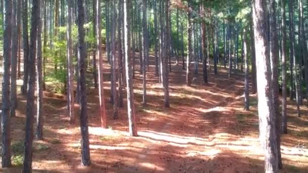 Voando sobre a floresta — Vídeo de Stock