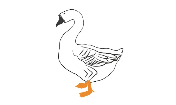 Duck Vector Illustration Outline — Stock Vector