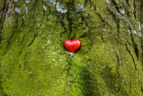 Corazón Bosque Madera — Foto de Stock