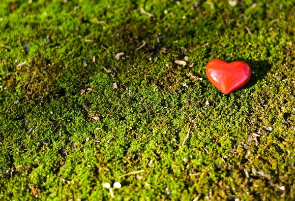 Moss Üzerinde Kırmızı Kalp — Stok fotoğraf