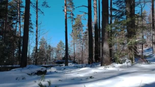 Περπάτημα Στο Χιόνι Δάσος — Αρχείο Βίντεο