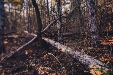 Ormandaki devrilmiş ağaç soyut kompozisyonu