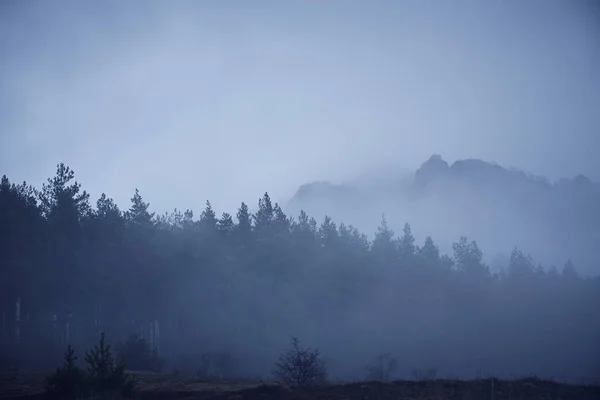 Ліс Тумані Драматична Композиція — стокове фото