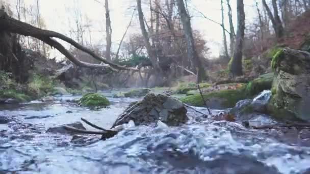 Rivier Het Bos — Stockvideo