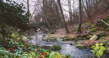 Nehir manzaralı orman manzarası