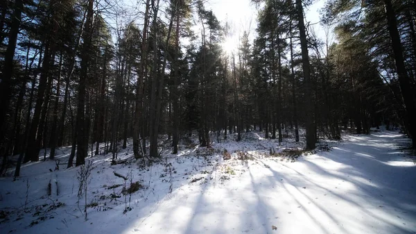 Winter in the forest with snow and sunshine