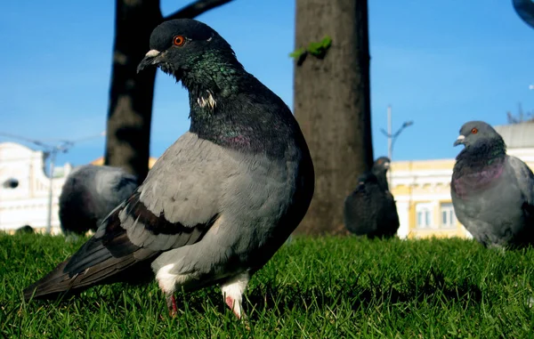 Pombos em Kharkiv City Center — Fotografia de Stock