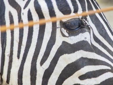 Arka planda zebra var. Bir zebranın üzgün gözleri. Zebra tutsak. zebra kürkü