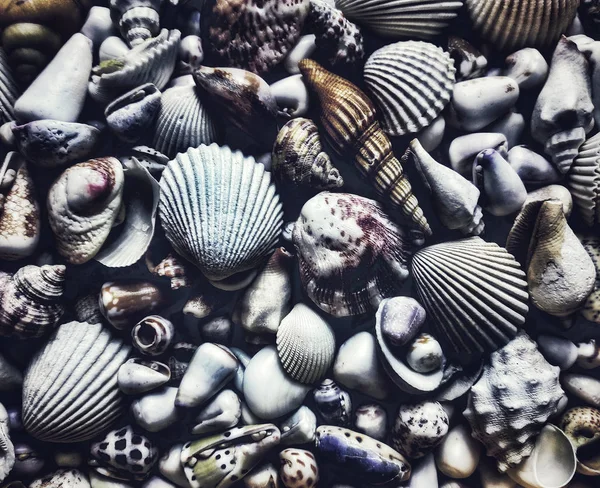 seashells on a background. shells on the beach. texture of motley shells. marine pattern. marine texture. marine mood. unusual shells. nautical decorations