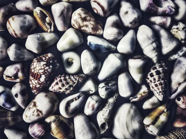 shells on the beach. texture of motley shells. marine pattern. marine texture. marine mood. unusual shells. nautical decorations