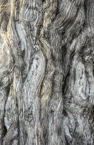 texture of bark of a tree. gray old wood texture. trunk of an old tree. wooden surface. trees in the forest. unusual trees