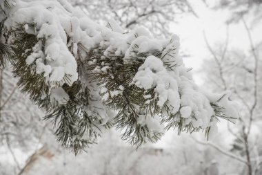 Beyaz pofuduk karda ladin rüzgarı. Parkta kar yağışı. İlk kar. Kış manzarası. Kış parkında yürüyüş