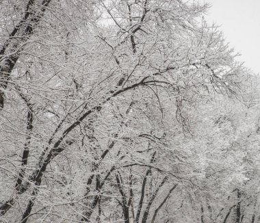Parkta kabarık kar altında ağaç dalları. Beyaz kış parkı. İlk kar. Parkta kar yağışı. Kabarık beyaz ağaç dalları. Güzel kış