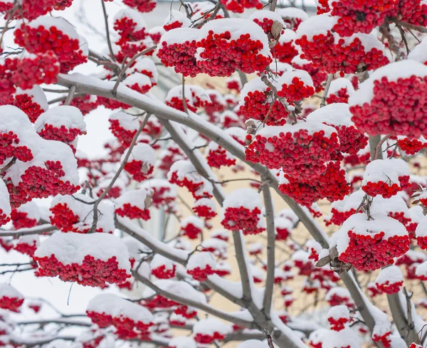 Bündel Roter Eberesche Unter Schnee Einem Park Schöne Beere Winterpark — Stockfoto