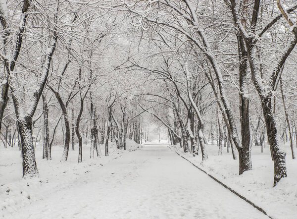Path in a snowy park. trees in the snow. snowfall in the park. winter landscape. first snow. snow tunnel