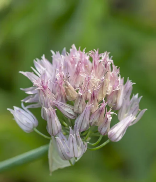 blooming onion. unusual flowers. purple unusual flower. healing plants. beneficial plants. how onion blooms. purple onion flower in the summer garden