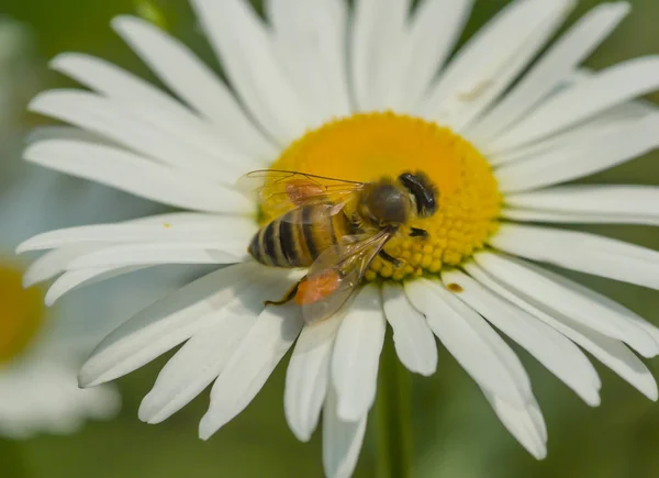 bee on flower. bee on a camomile flower. apiary. summer garden. insects in the garden