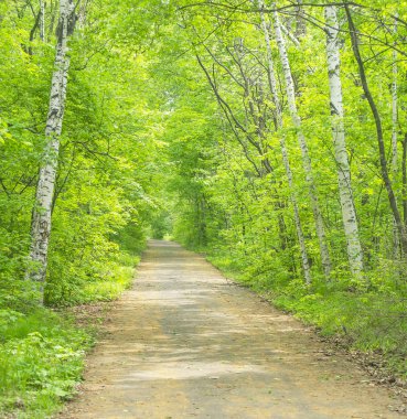 Yeşil yaz ormanında patika. Yeşil ağaçların arasında yol. Yaz parkında yürüyüş