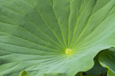 Yeşil yaprağa yakın çekim. Pembe nilüfer çiçeğinin yeşil yaprağı. yeşil yaprak