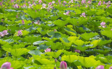 Yeşil çiçek açan pembe nilüferler. çiçek açan nilüferlerin dokusal yeşil yaprakları