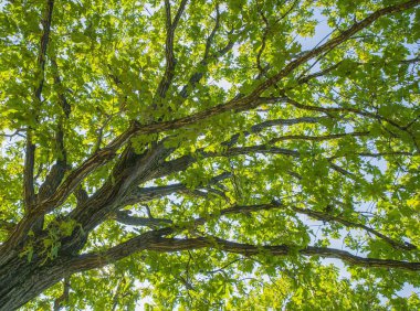 Mavi gökyüzüne karşı yeşil ağaç dalları. Yaz bahçesinde bir yürüyüş. desenli dallar ve çeşitli yapraklar