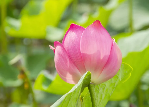 pink lotus flower in garden. pink lotus on a green background. blooming lotuses. delicate pink flowers