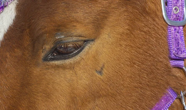 eye of a tired horse. eyes of animals. sleepy horse. animals at the zoo. horse riding