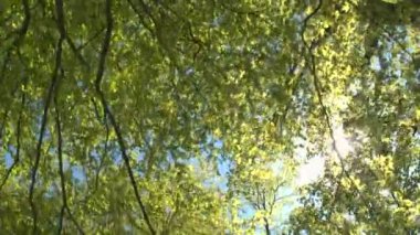 Yeşil ağaç üstleri ile parlayan güneş 