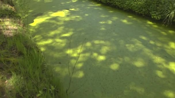 Řasy rostoucí na povrchu stojaté vody — Stock video