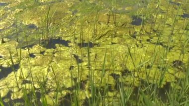 Yeşil algler göl yüzeyi