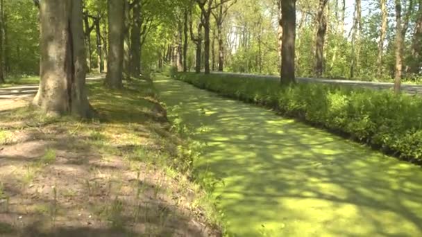 Algen groeien op de oppervlakte stilstaand water — Stockvideo