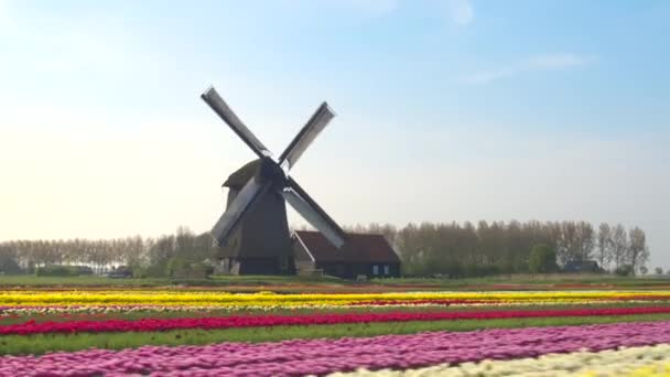 Ряды цветущих тюльпанов в передней деревянной мельнице — стоковое видео