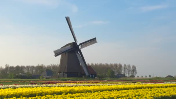 Reihen blühender Tulpen vor hölzerner Windmühle — Stockvideo