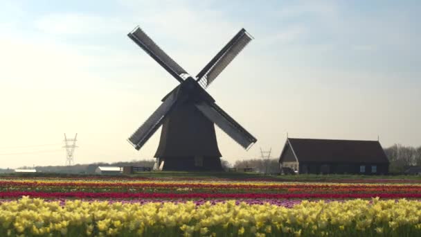 Filas de tulipanes florecientes en frente molino de viento de madera — Vídeos de Stock