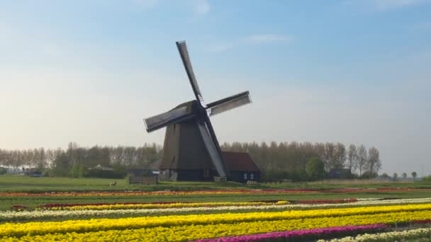 Rijen van bloeiende tulpen in front houten windmolen — Stockvideo